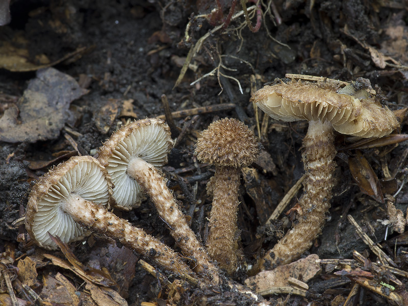 Inocybe hystrix